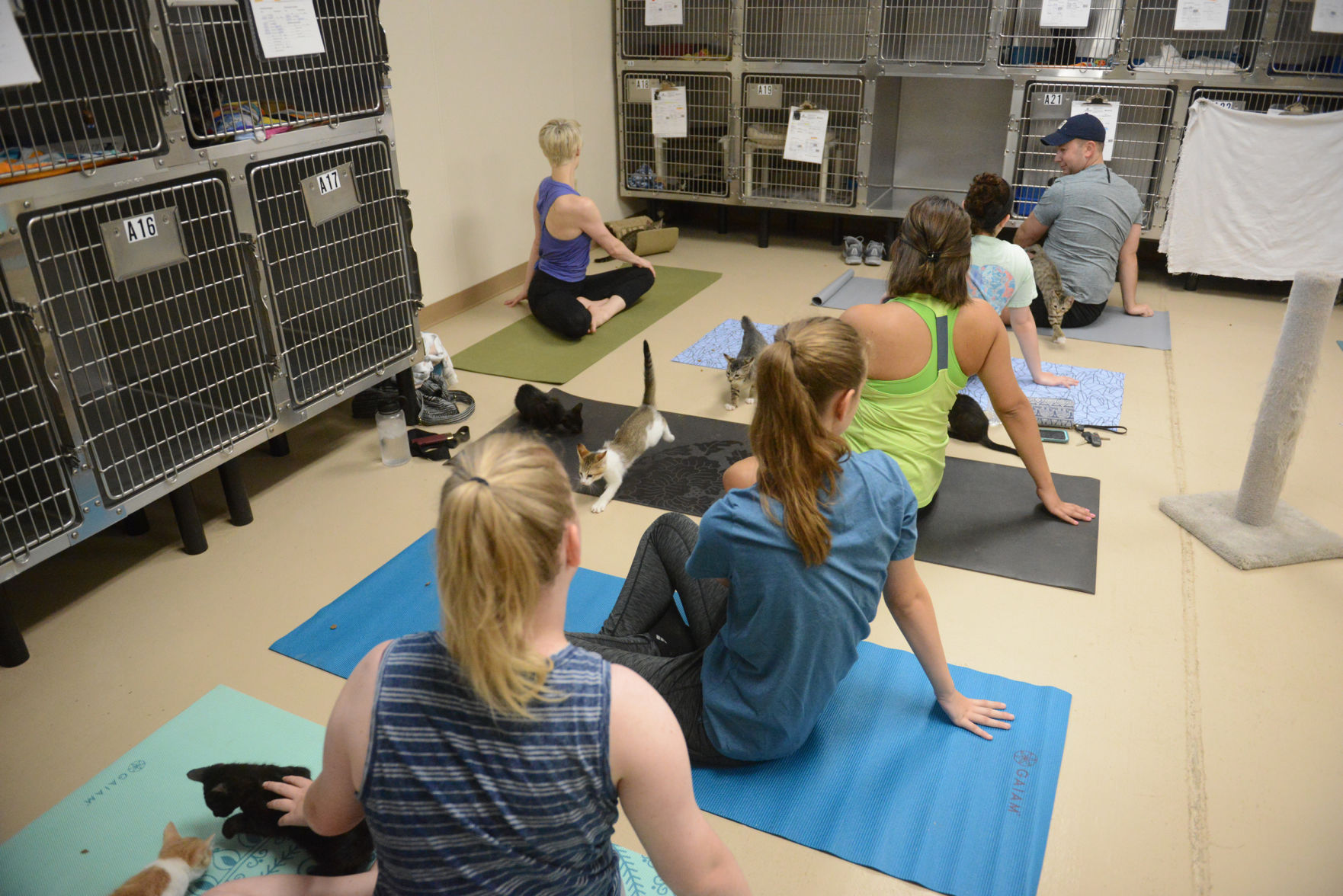Cat Yoga at Aggieland Humane Society